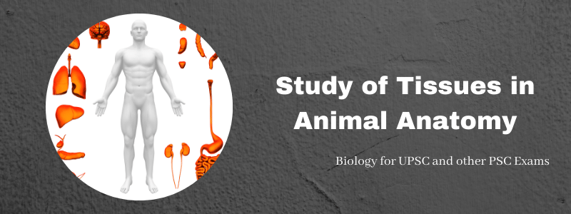 Study of Tissues - Animal Tissues